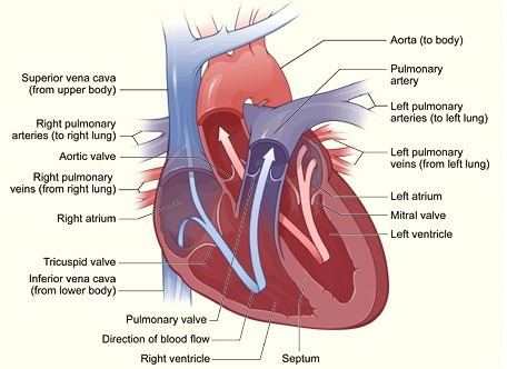simple heart diagram blood flow. Interior of the Heart