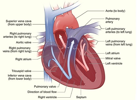 Heart diagram