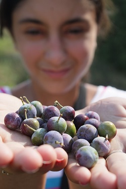 blueberries