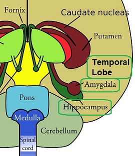 brain diagram