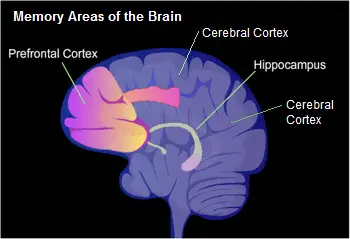 memorize areas