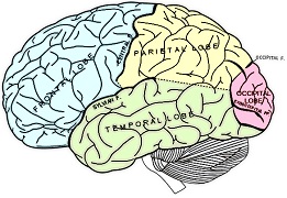 brain diagram