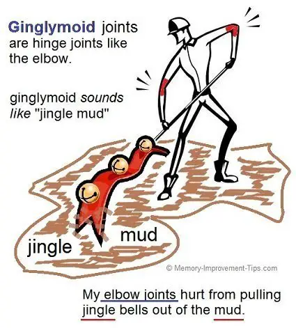 ginglymoid