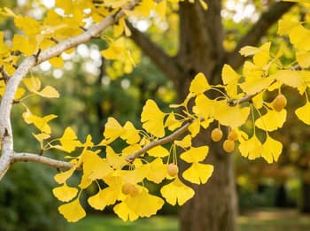 Ginko biloba, for cognitive impairment
