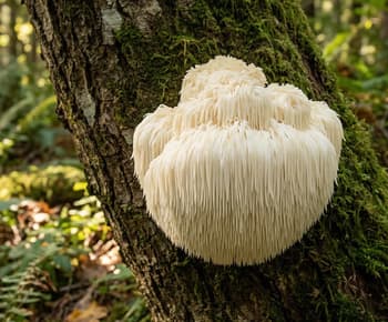 Lion's Mane mushroom, for nerve growth factor