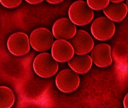 red blood cells