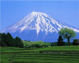 mt. fuji